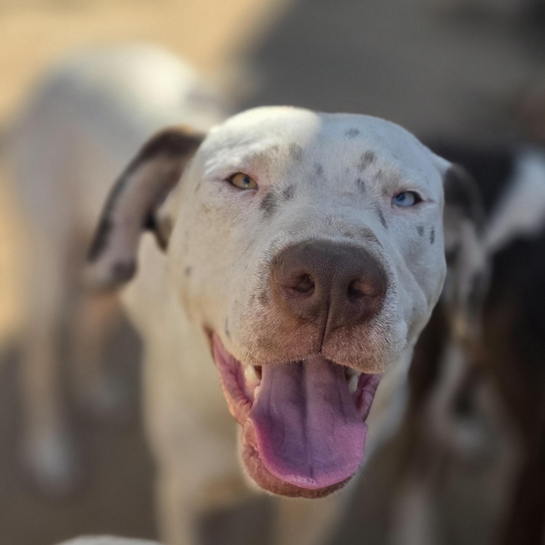 Enlarge Spot, a Adoptable mixed breed in Bowersville, GA image 6/6