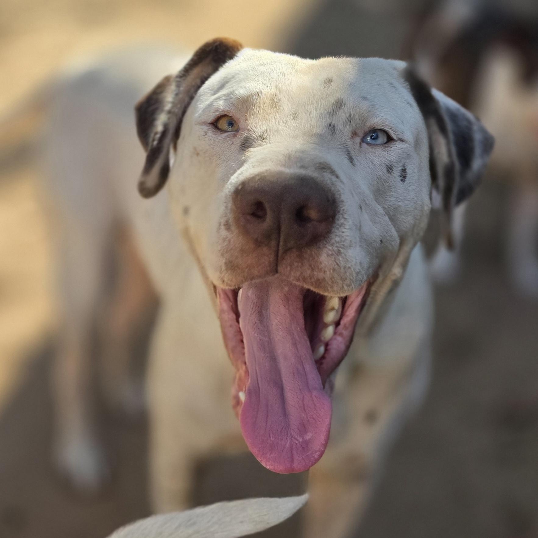 Enlarge Spot, a Adoptable mixed breed in Bowersville, GA image 2/6