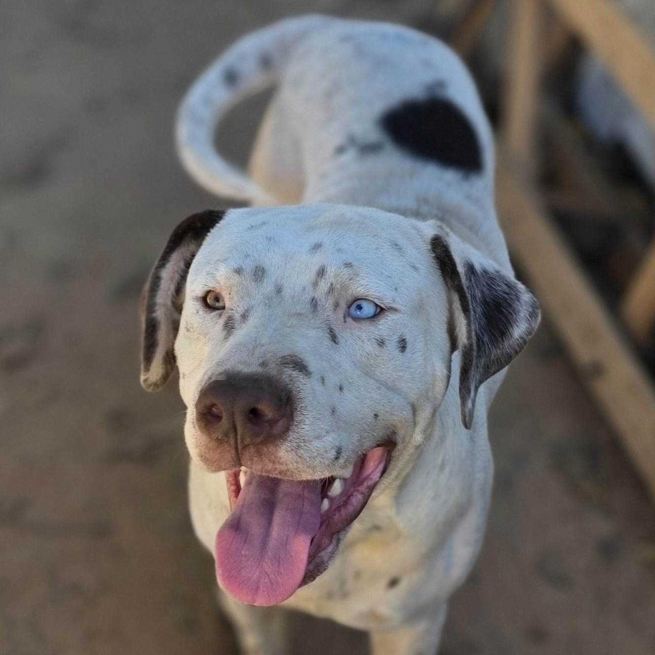 Enlarge Spot, a Adoptable mixed breed in Bowersville, GA image 5/6