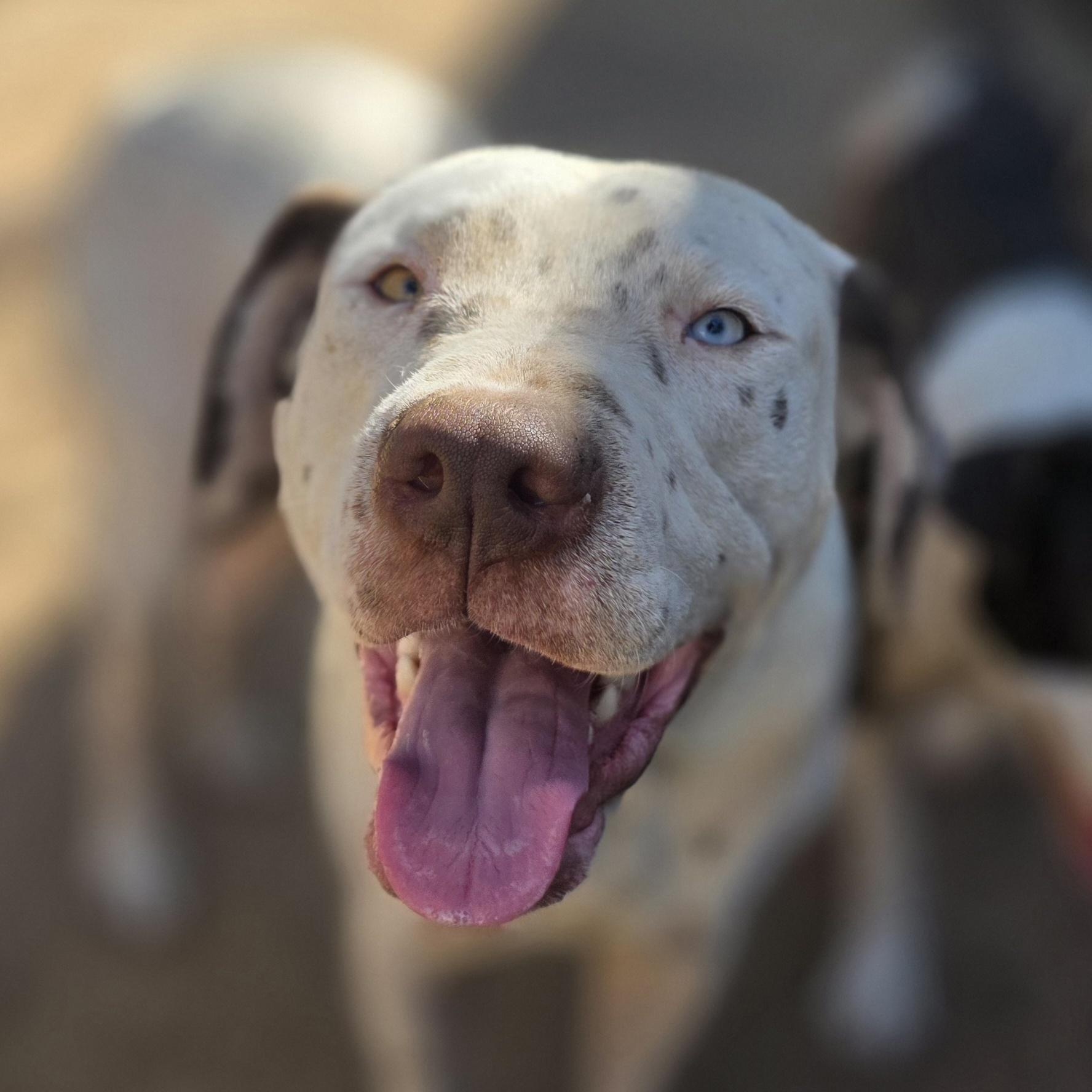 Enlarge Spot, a Adoptable mixed breed in Bowersville, GA image 4/6