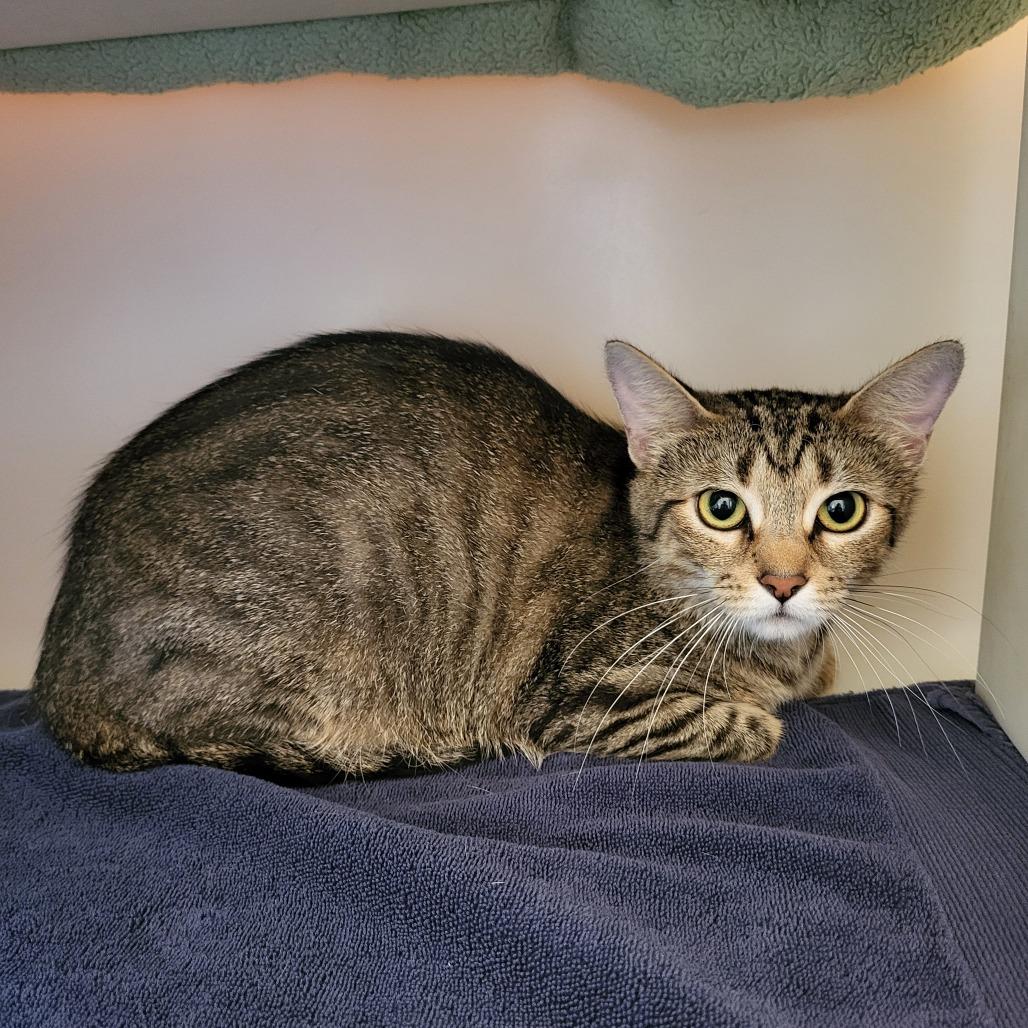 Sugar, Adoptable, Young Female Domestic Short Hair & Domestic Short Hair.