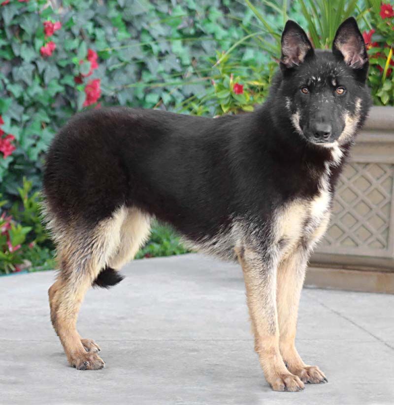 Liza von Lenterode+, a Adoptable mixed breed in Los Angeles, CA image 2/10