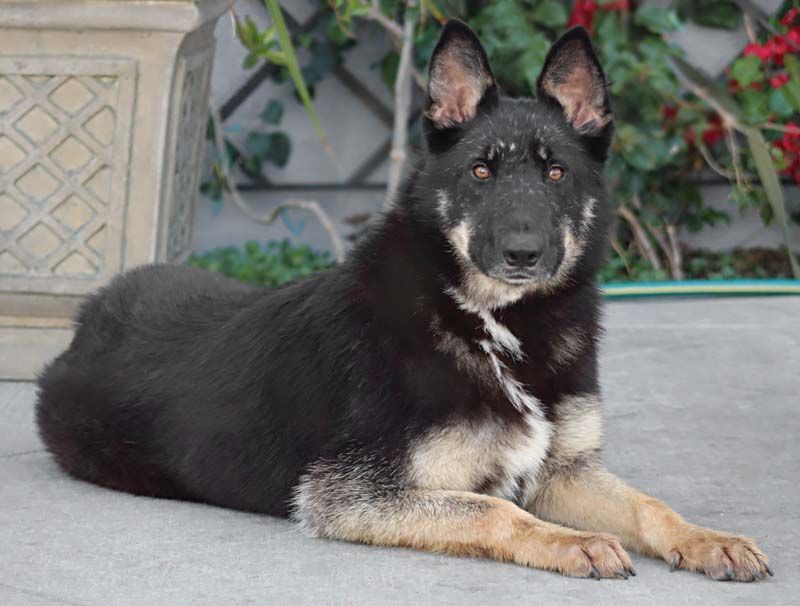 Liza von Lenterode+, a Adoptable mixed breed in Los Angeles, CA image 3/10