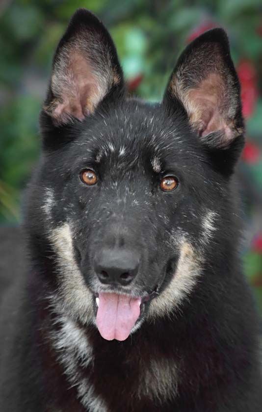 Liza von Lenterode+, a Adoptable mixed breed in Los Angeles, CA image 4/10