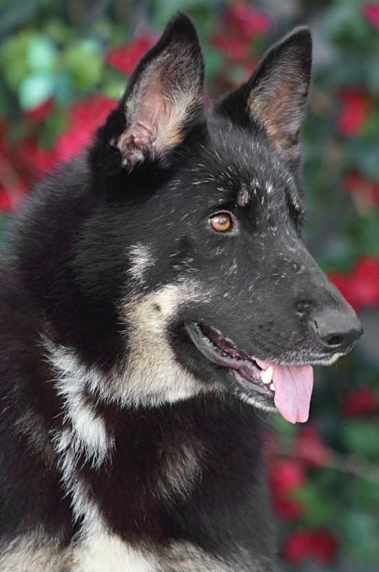 Liza von Lenterode+, a Adoptable mixed breed in Los Angeles, CA image 5/10