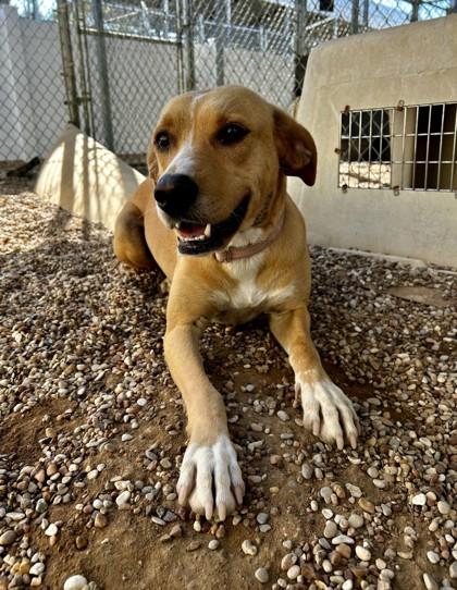 Denise, Adoptable, Adult Female Mixed Breed & Mixed Breed.