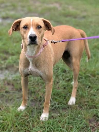Enlarge Denise, a Adoptable Mixed Breed in Buchanan Dam, TX image 2/2