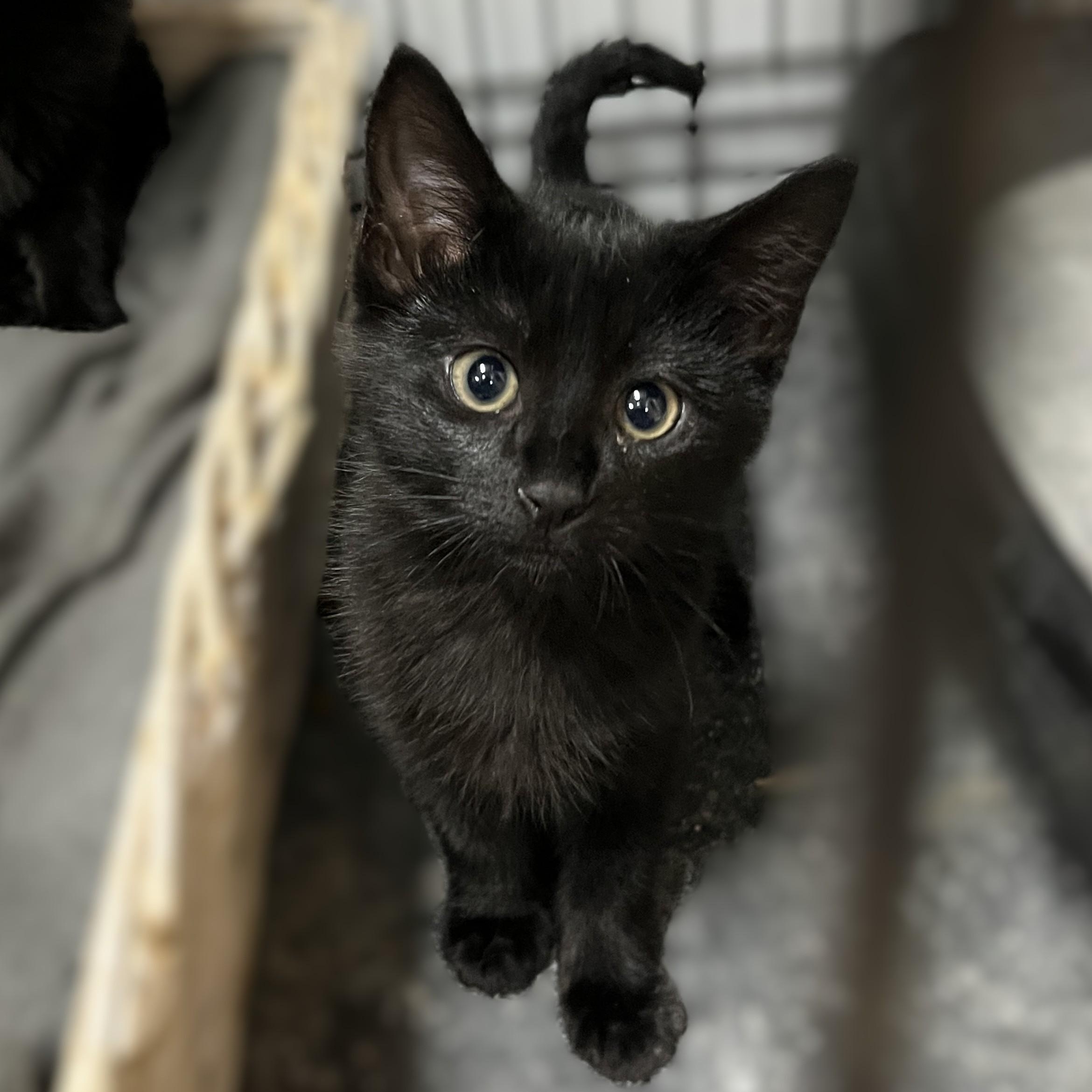 Luna and Sabrina (11 weeks old), a Adoptable Domestic Short Hair in Shingletown, CA image 2/2
