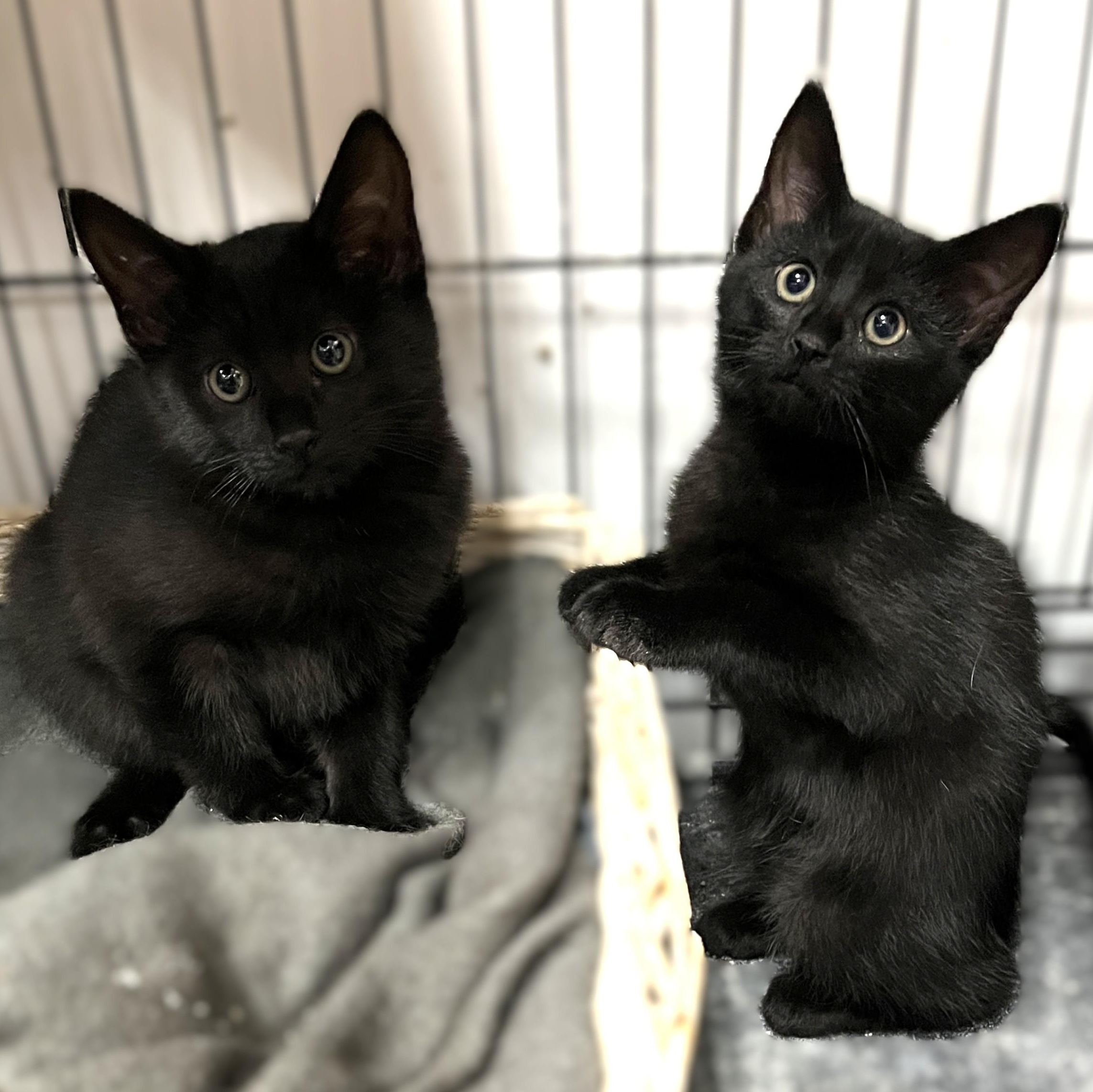 Luna and Sabrina (11 weeks old), a Adoptable Domestic Short Hair in Shingletown, CA image 1/2