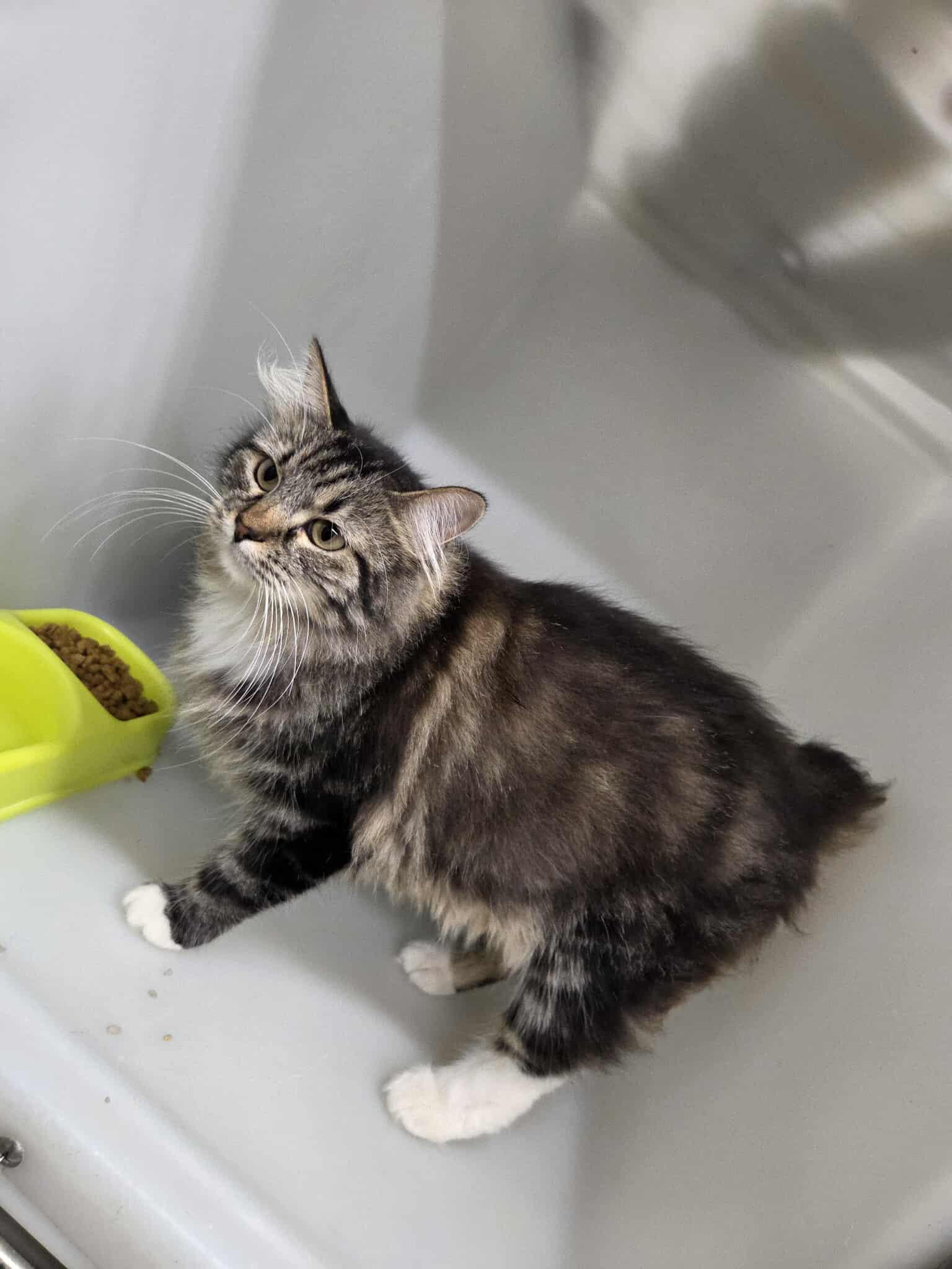 Senara, an adoptable Domestic Long Hair in Roosevelt, UT, 84066 | Photo Image 1