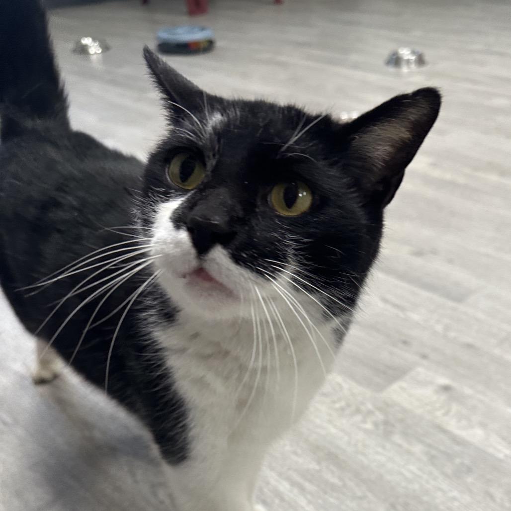 Zorro, Adoptable, Adult Male Domestic Short Hair.