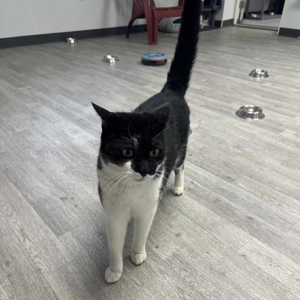 Enlarge Zorro, a Adoptable Domestic Short Hair in Uniontown, PA image 2/6