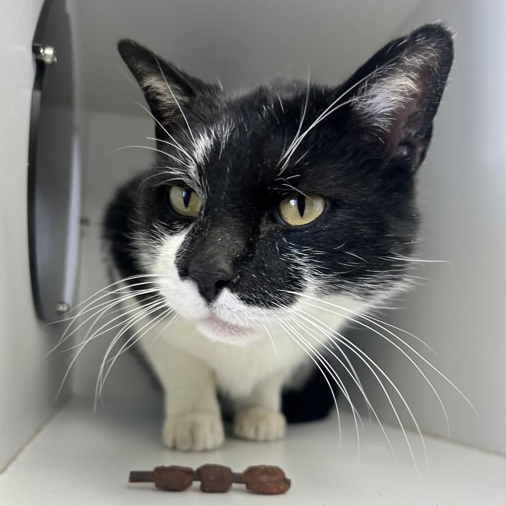 Enlarge Zorro, a Adoptable Domestic Short Hair in Uniontown, PA image 3/6