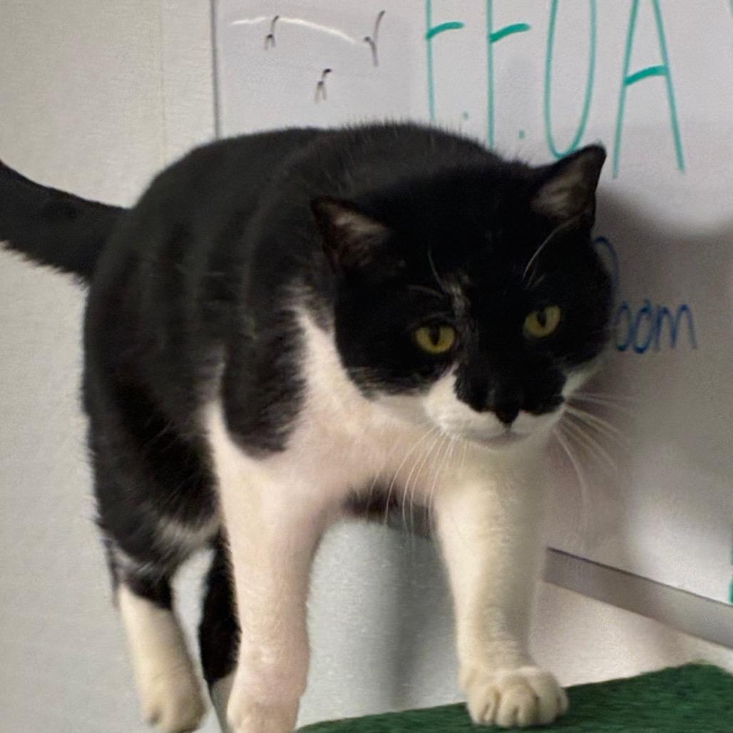 Enlarge Zorro, a Adoptable Domestic Short Hair in Uniontown, PA image 6/6