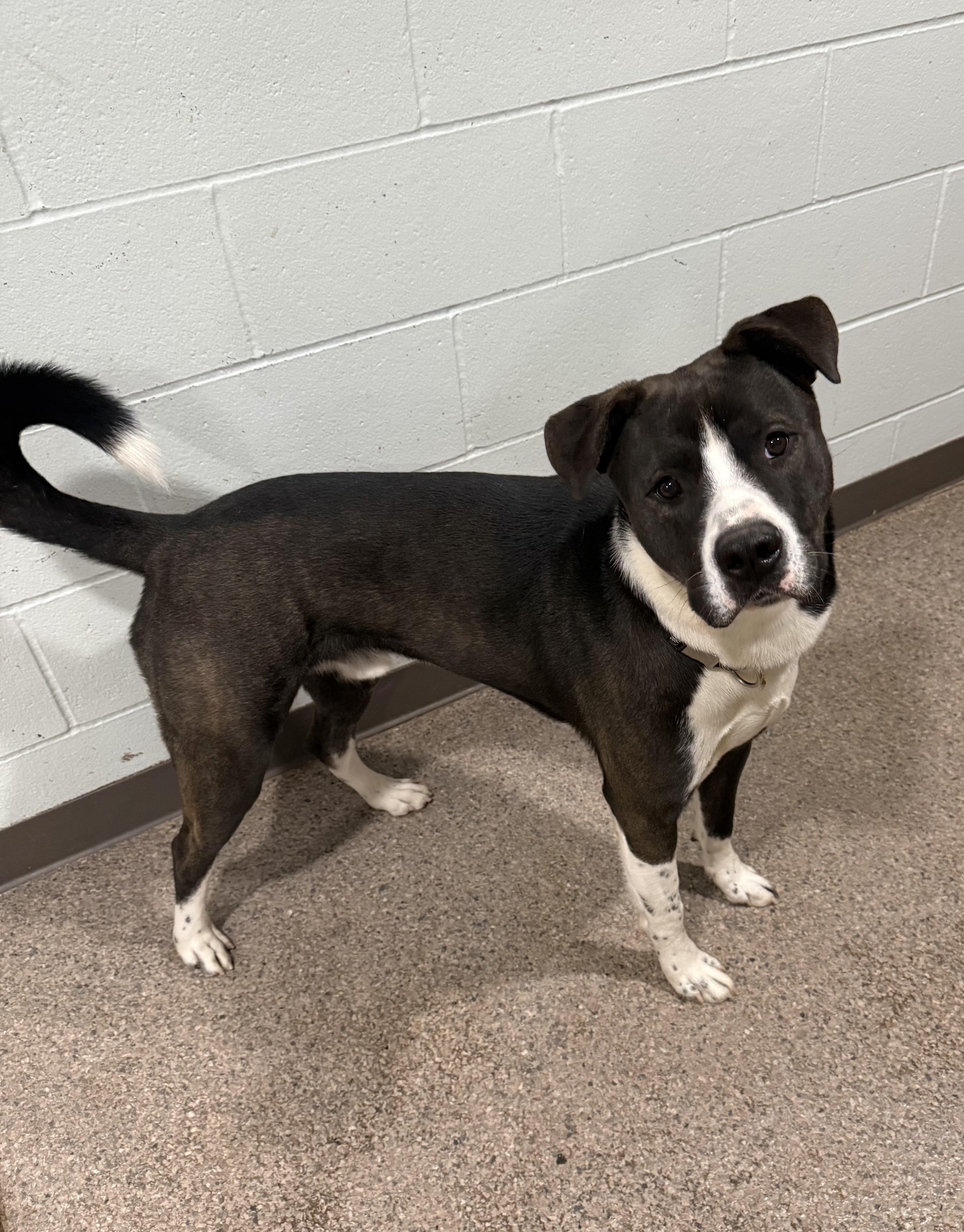 Enlarge Koda- Prison Program Graduate, a ADOPTABLE mixed breed in Sault Sainte Marie, MI image 2/2