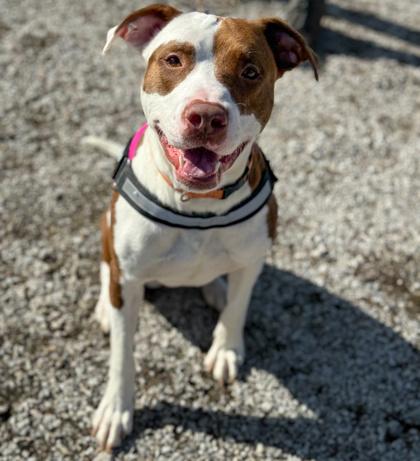 Enlarge Whiskey, a Adoptable mixed breed in Gwinn, MI image 1/2
