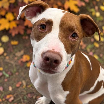 Enlarge Whiskey, a Adoptable mixed breed in Gwinn, MI image 2/2