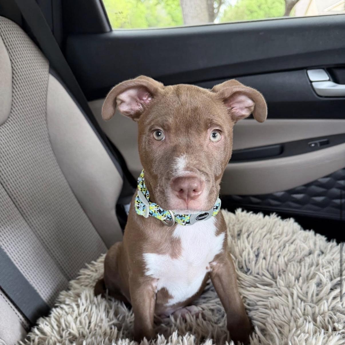 Enlarge Donatello, an adopted mixed breed in Georgetown, TX image 4/6