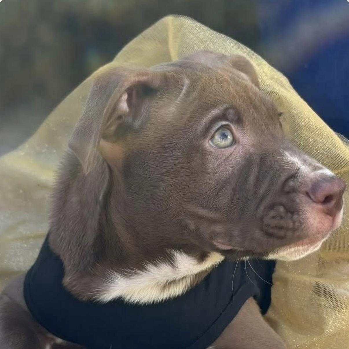 Enlarge Donatello, an adopted mixed breed in Georgetown, TX image 6/6