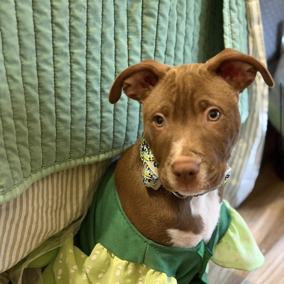 Enlarge Donatello, an adopted mixed breed in Georgetown, TX image 5/6