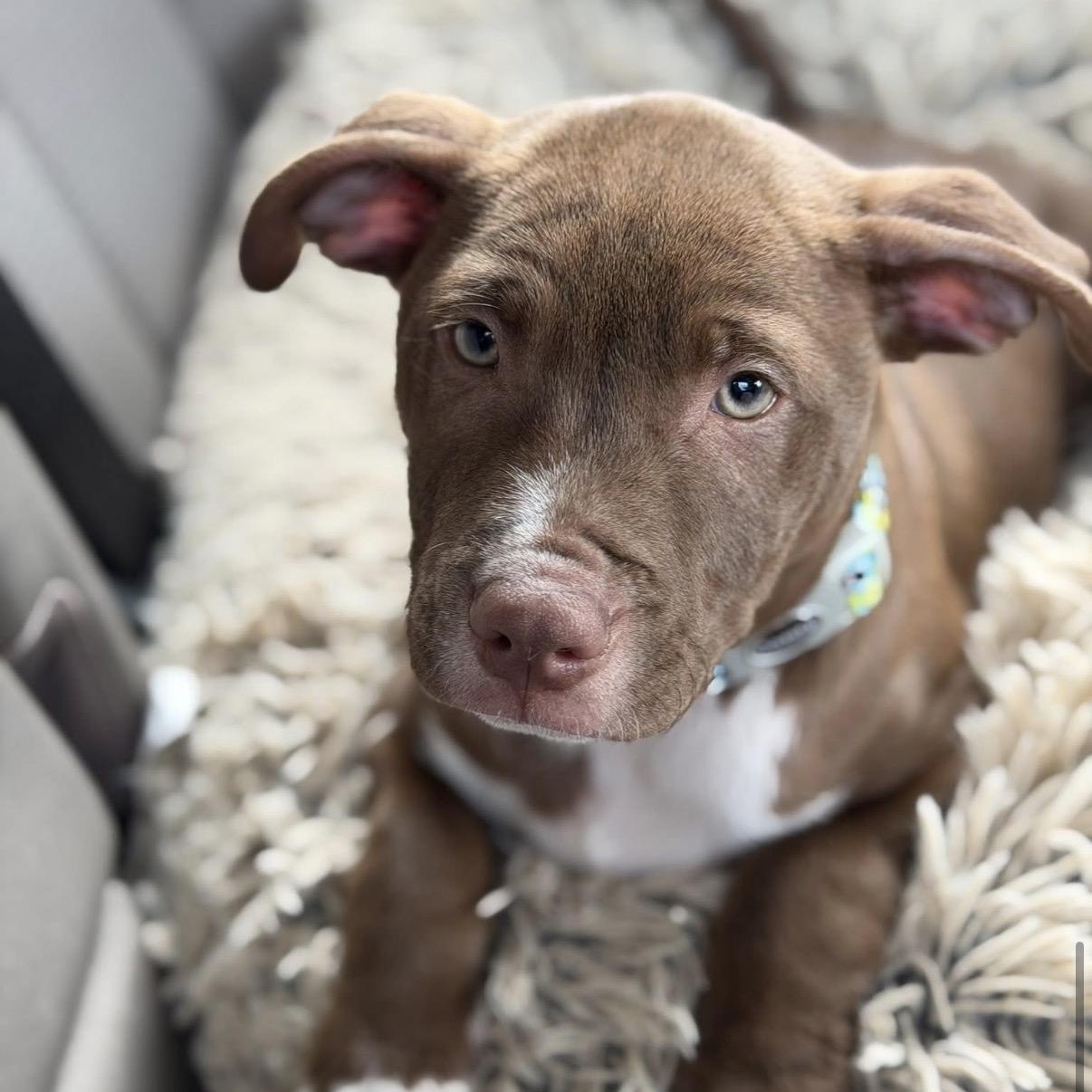 Enlarge Donatello, an adopted mixed breed in Georgetown, TX image 3/6