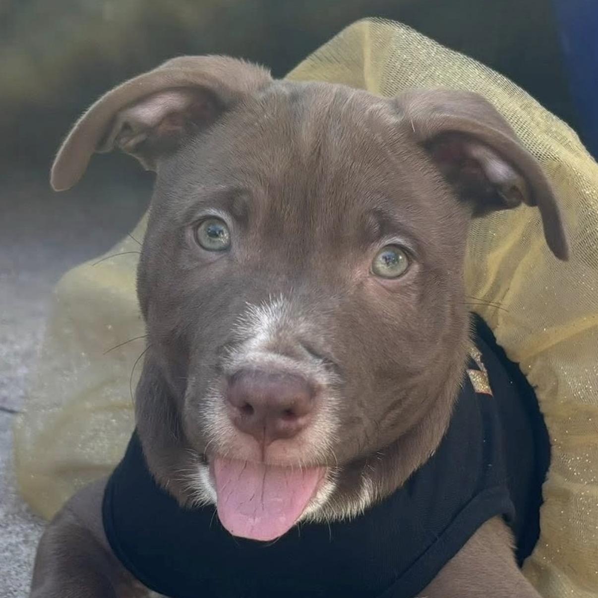Enlarge Donatello, an adopted mixed breed in Georgetown, TX image 1/6