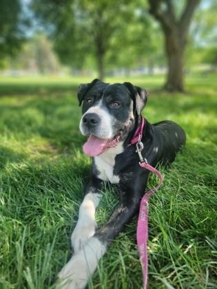 Jeeves, Adoptable, Adult Male Mixed Breed & Mixed Breed.