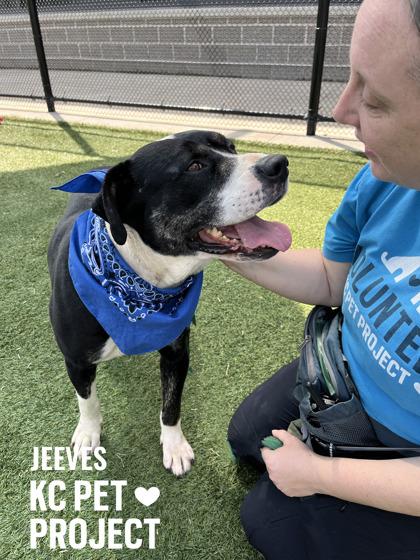 Jeeves, a Adoptable mixed breed in Kansas City, MO image 2/3