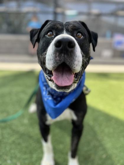 Jeeves, a Adoptable mixed breed in Kansas City, MO image 3/3