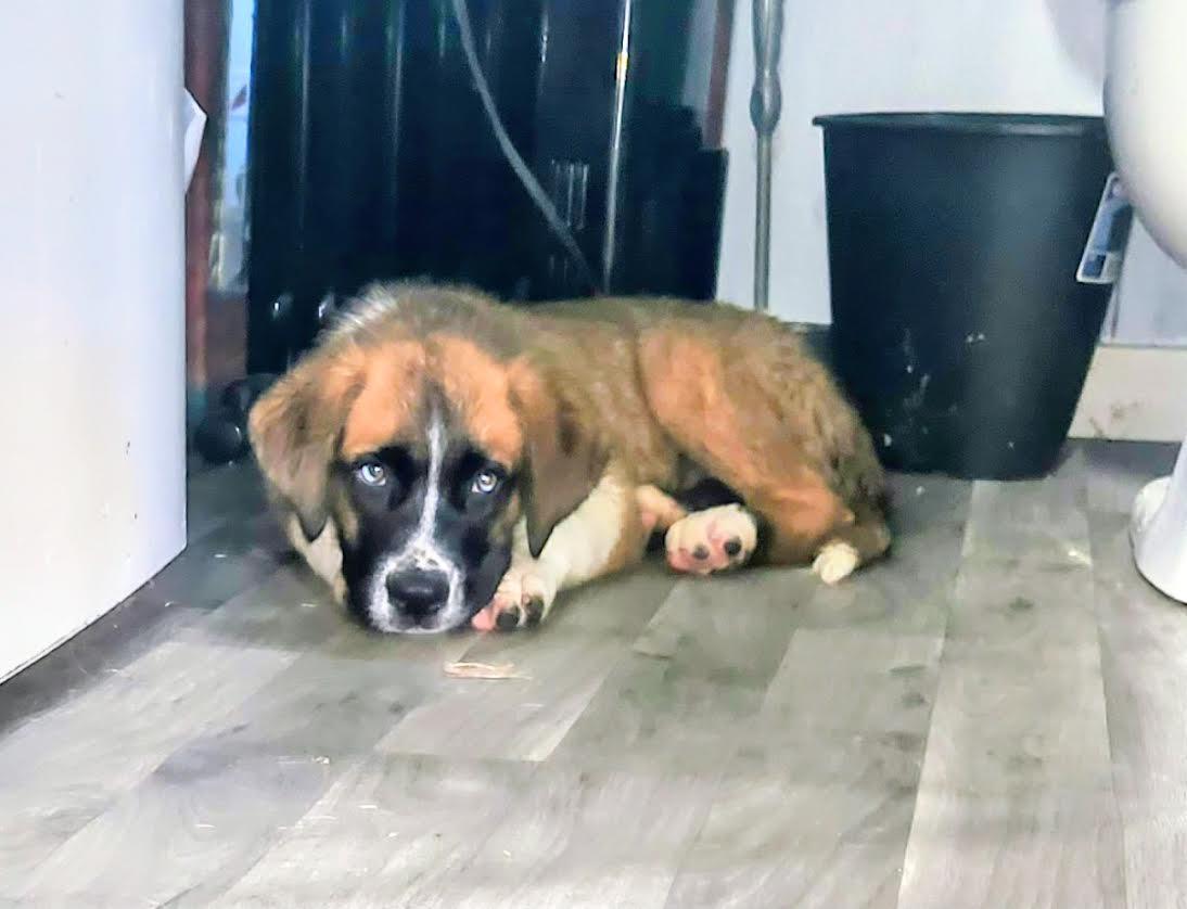 Enlarge Sierra, an adopted Saint Bernard in Marshall, AR image 1/6