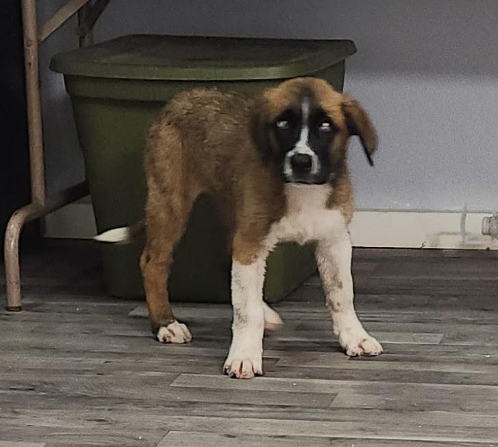 Enlarge Sierra, an adopted Saint Bernard in Marshall, AR image 3/6