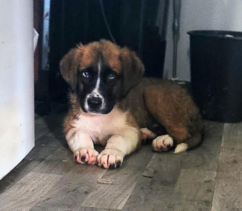 Enlarge Sierra, an adopted Saint Bernard in Marshall, AR image 6/6