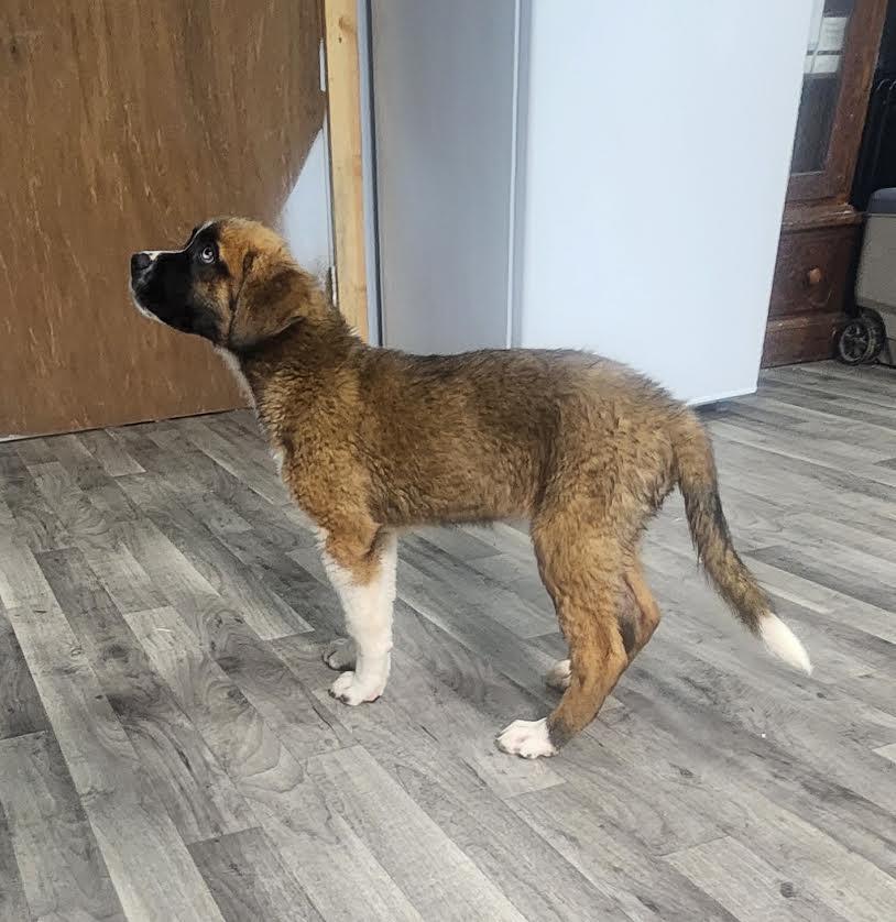 Enlarge Sierra, an adopted Saint Bernard in Marshall, AR image 4/6