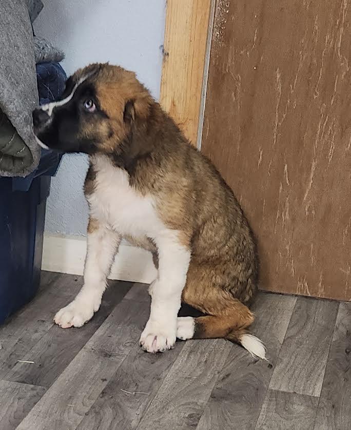 Enlarge Sierra, an adopted Saint Bernard in Marshall, AR image 5/6