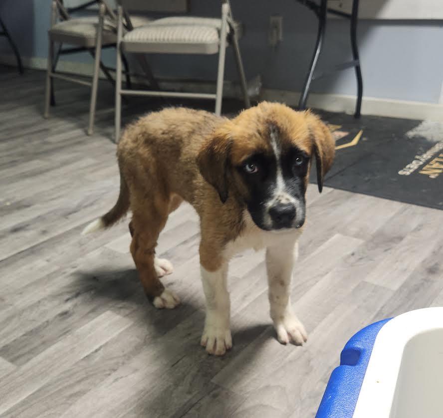 Enlarge Sierra, an adopted Saint Bernard in Marshall, AR image 2/6
