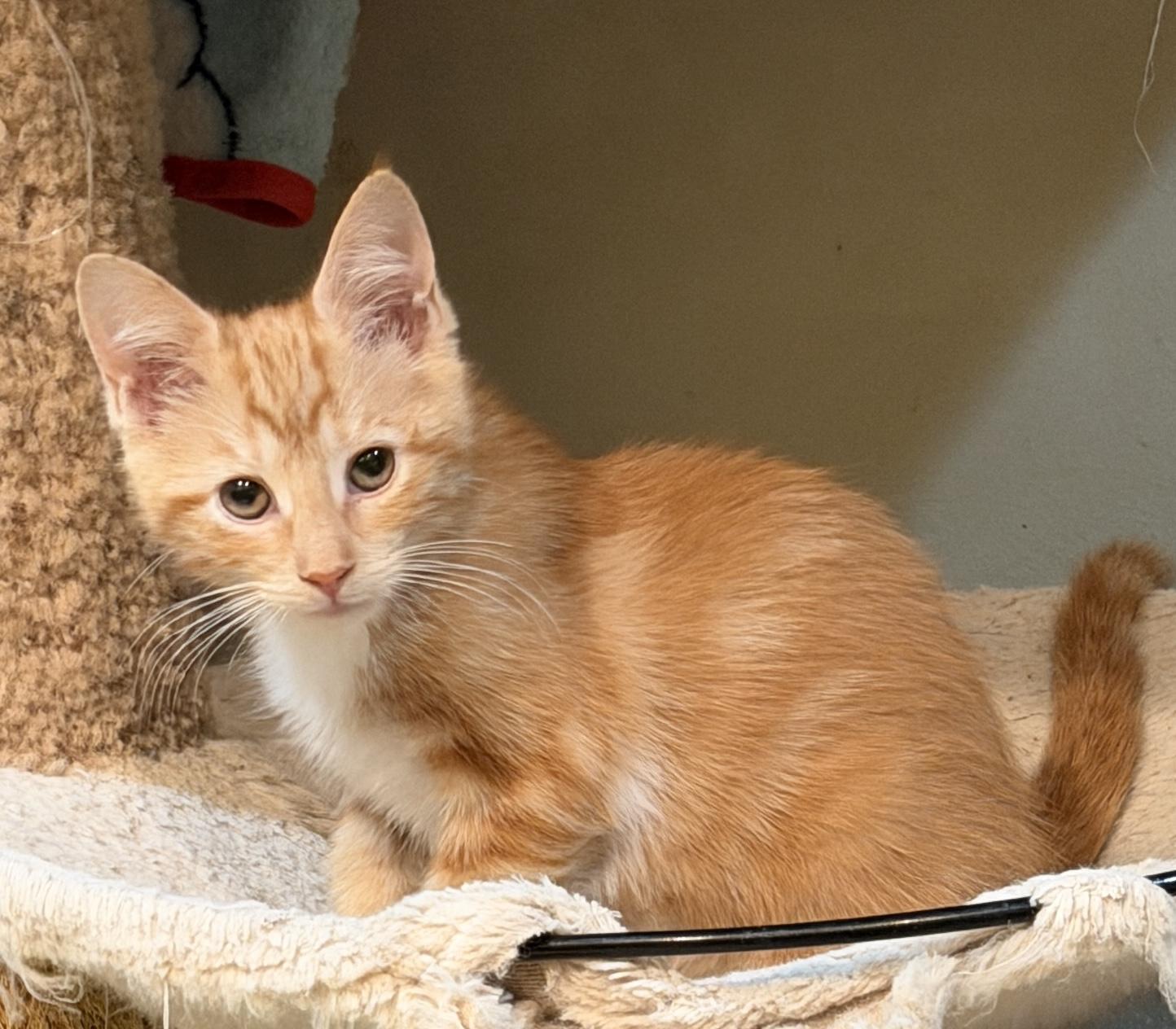 Enlarge Hobbes, a Adoptable Domestic Short Hair in East Hanover, NJ image 1/3