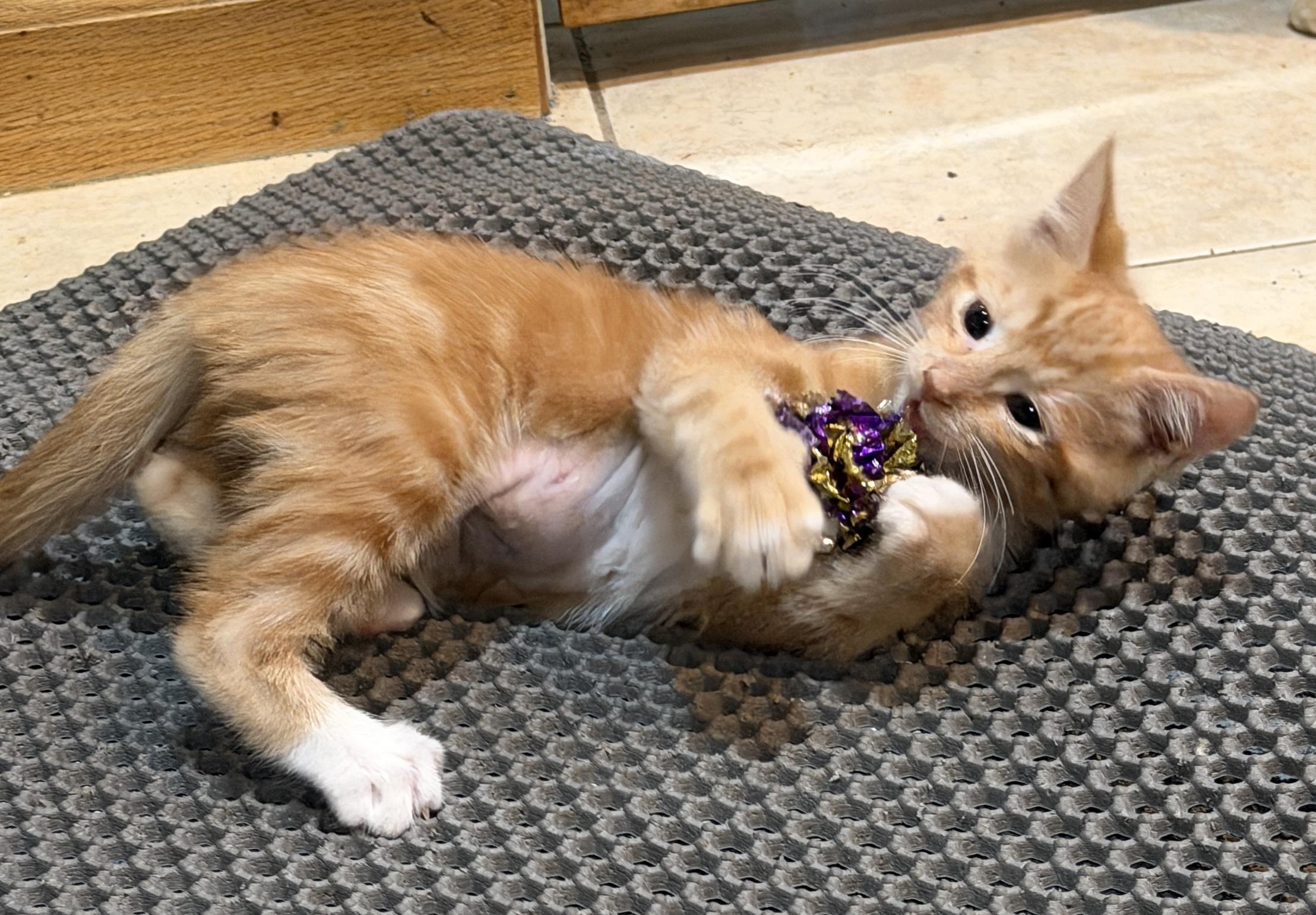 Enlarge Hobbes, a Adoptable Domestic Short Hair in East Hanover, NJ image 2/3