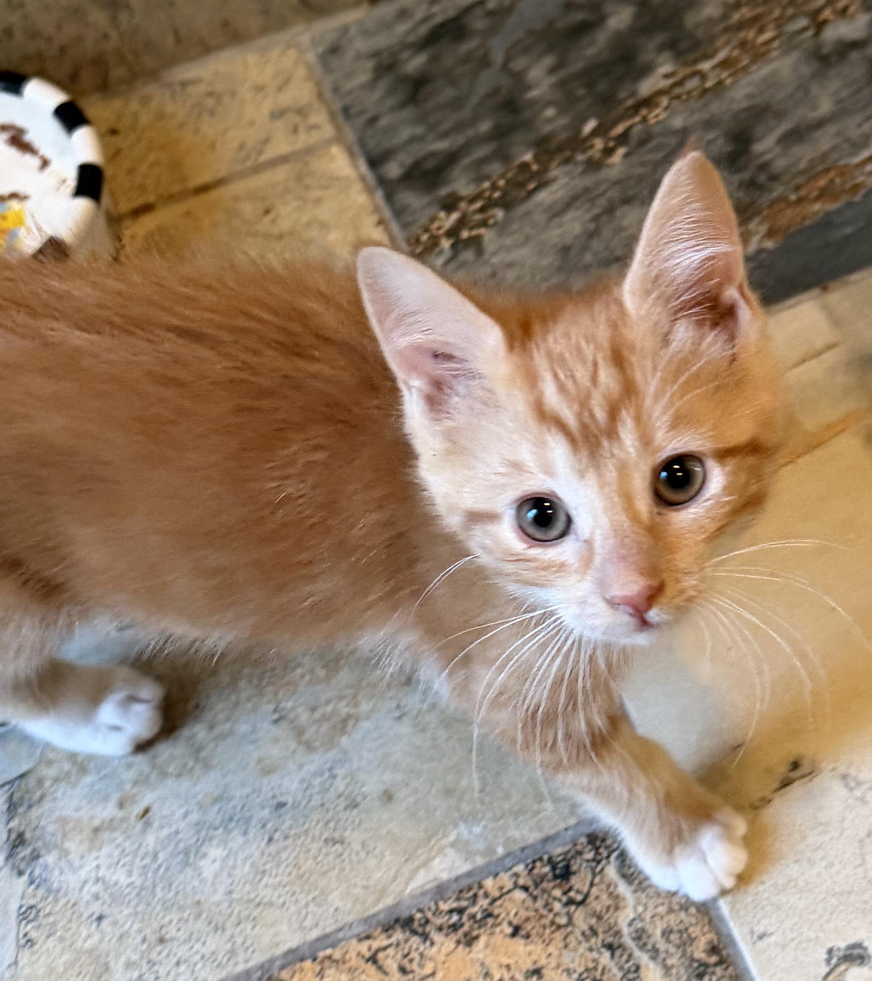 Enlarge Hobbes, a Adoptable Domestic Short Hair in East Hanover, NJ image 3/3