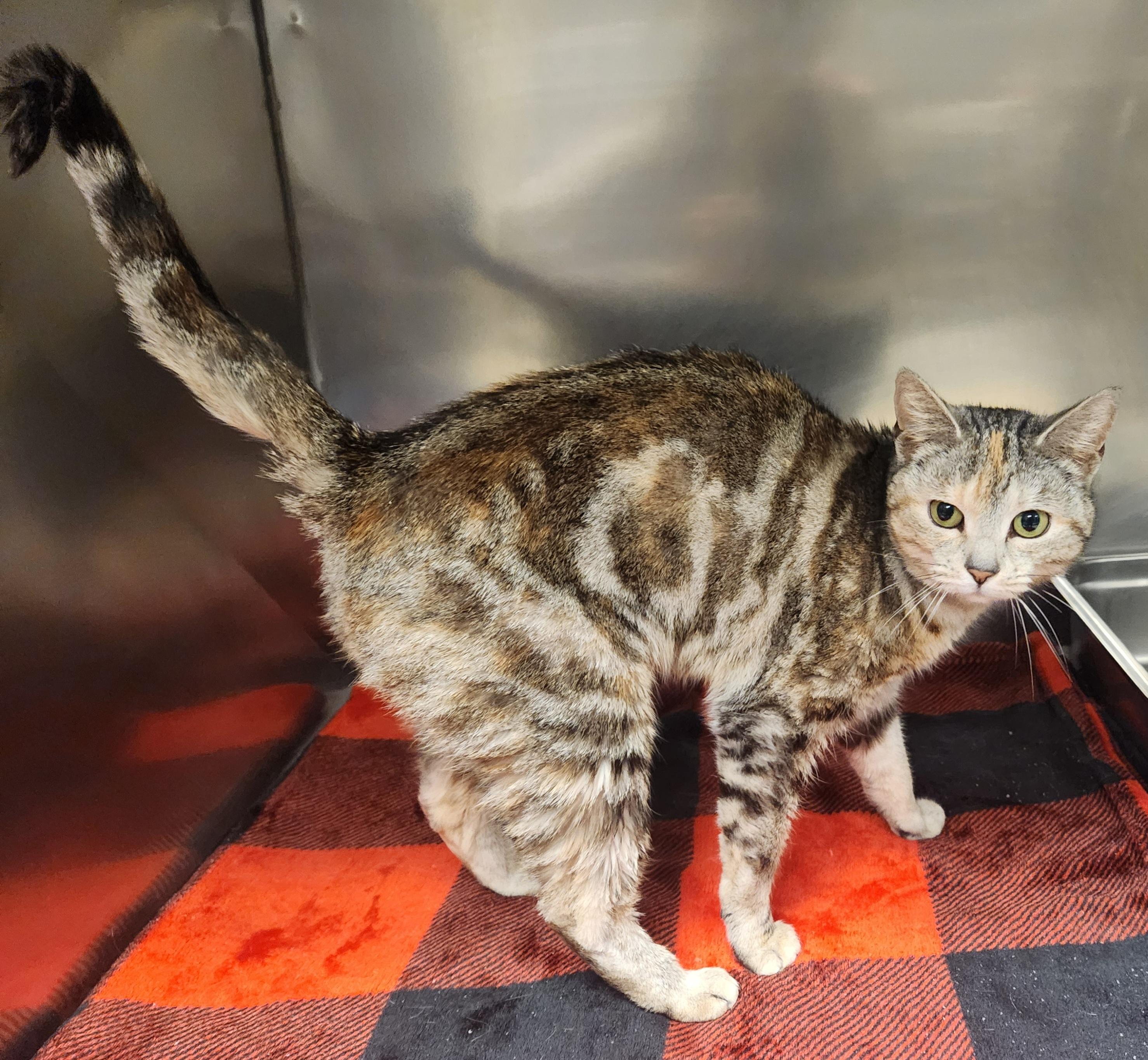 Minka , adoptable, Young Female Domestic Short Hair.