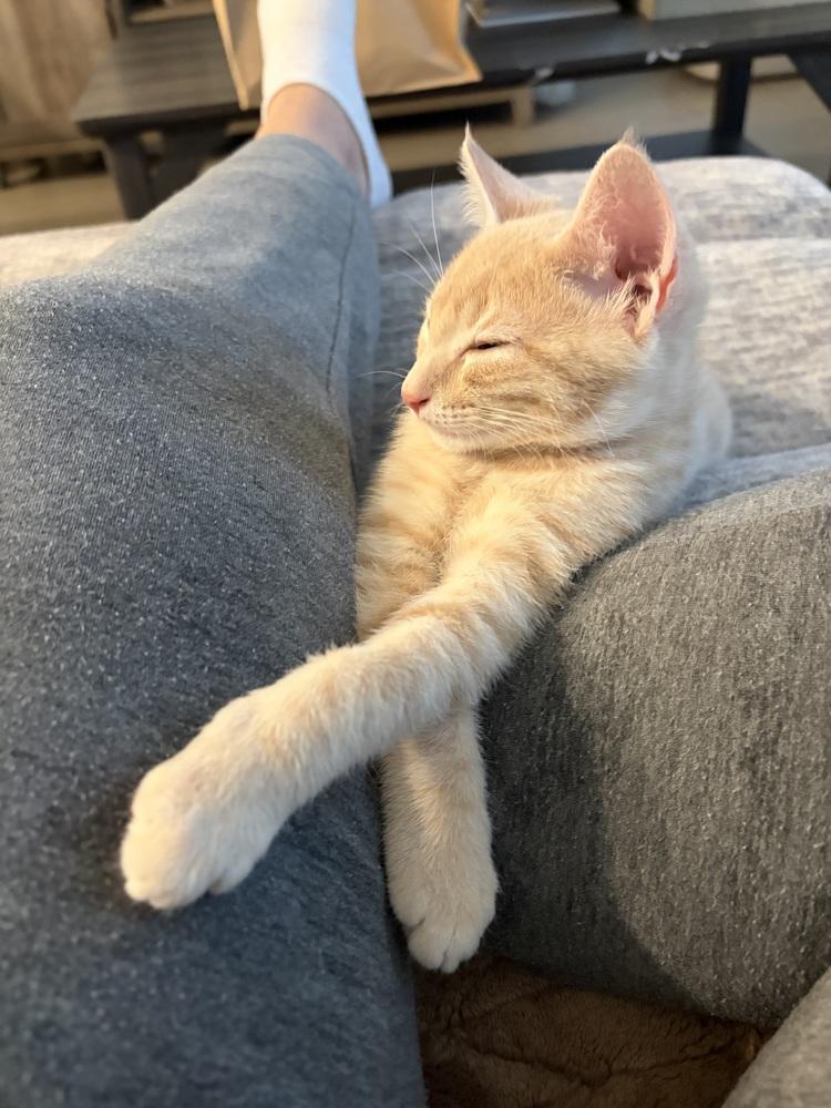 Lasso, Adoptable, Kitten Male Domestic Short Hair.