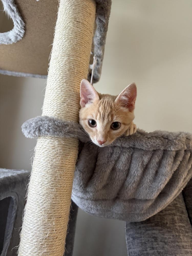 Enlarge Lasso, a Adoptable Domestic Short Hair in Henrico, VA image 2/6