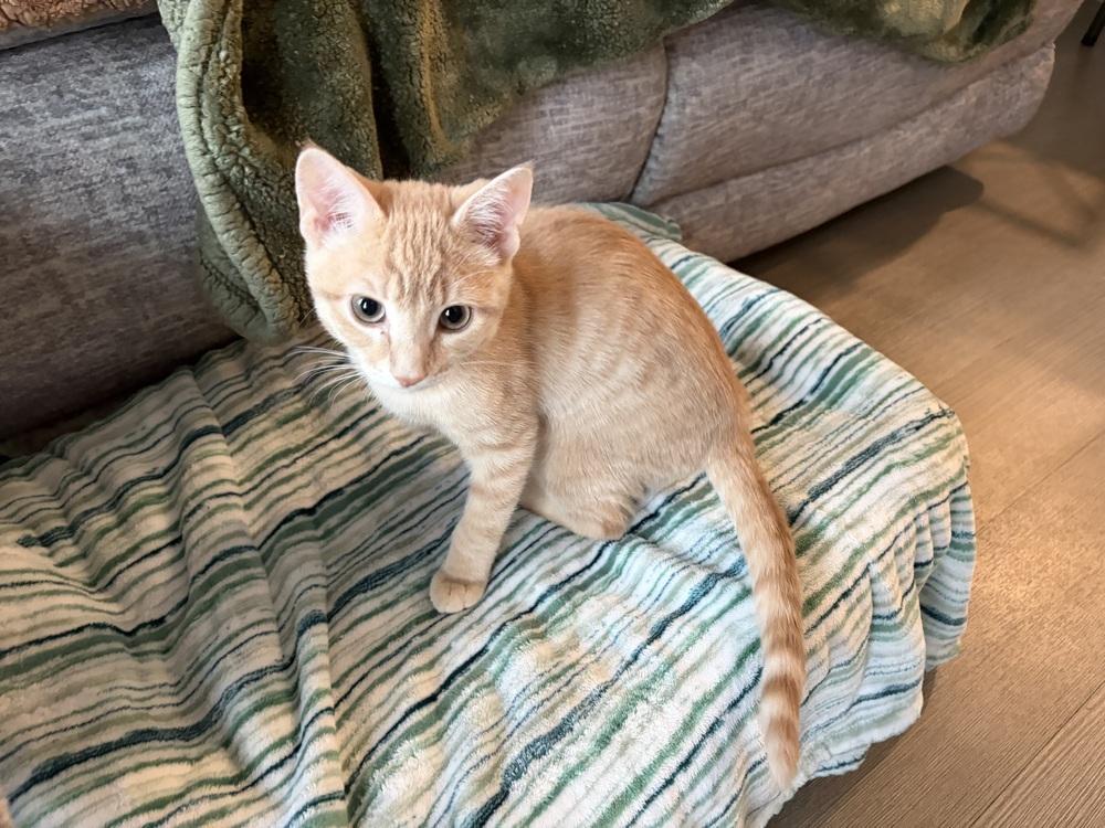 Enlarge Lasso, a Adoptable Domestic Short Hair in Henrico, VA image 3/6
