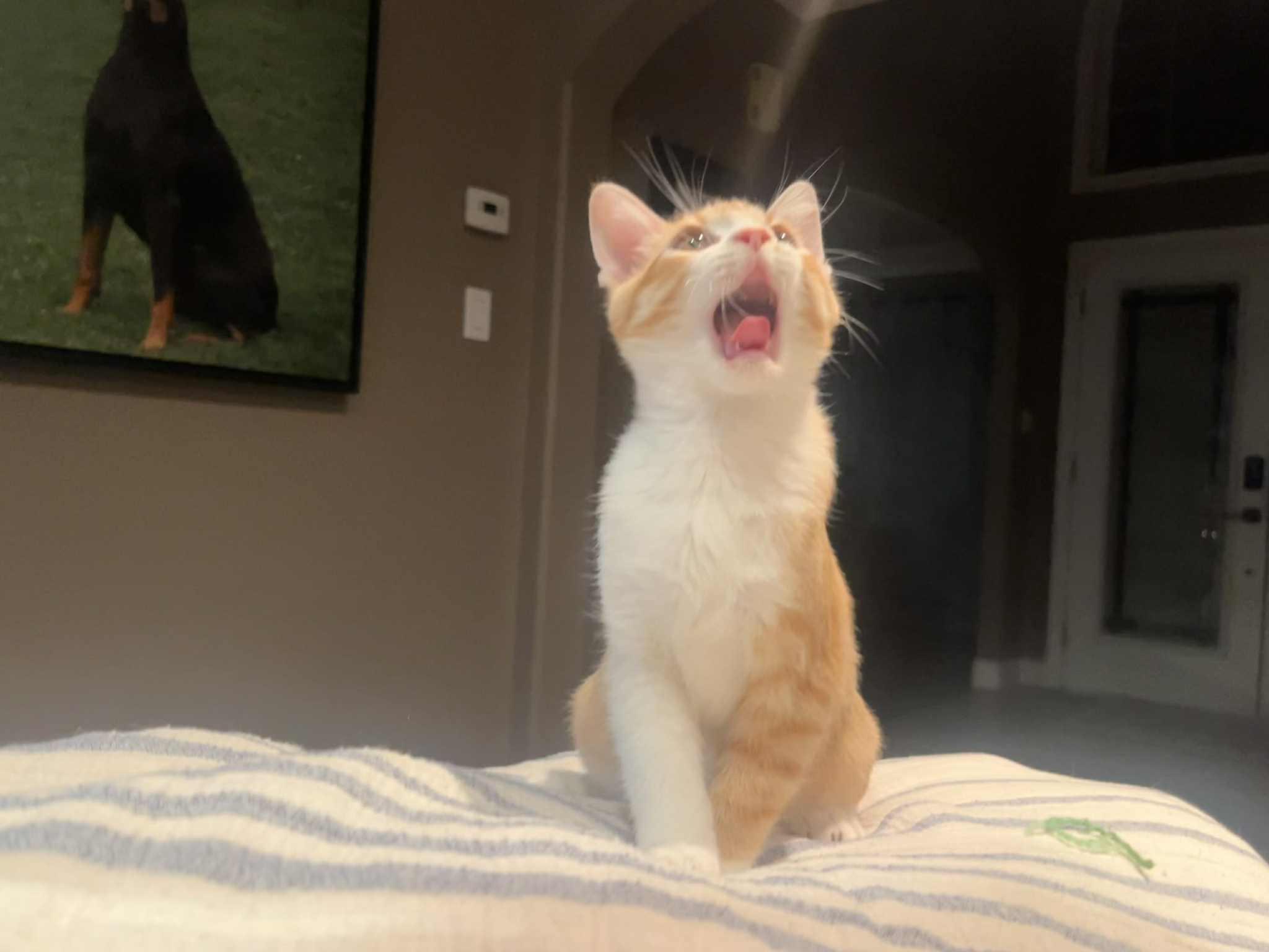 Ted, a Adoptable Domestic Short Hair in Shakespeare, ON image 2/6