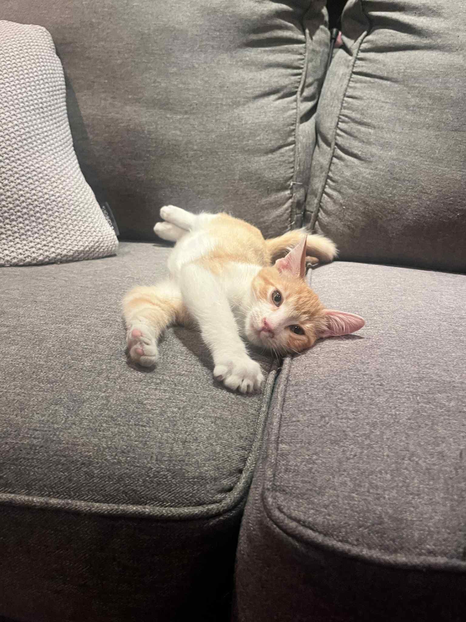 Ted, a Adoptable Domestic Short Hair in Shakespeare, ON image 4/6