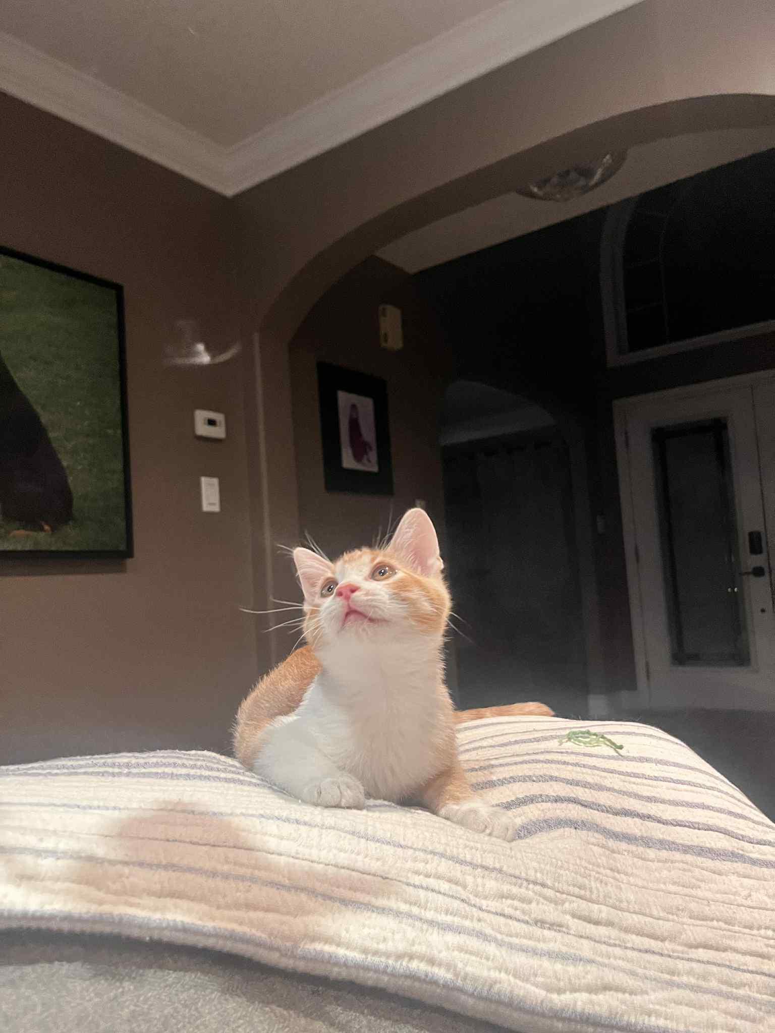 Ted, a Adoptable Domestic Short Hair in Shakespeare, ON image 5/6