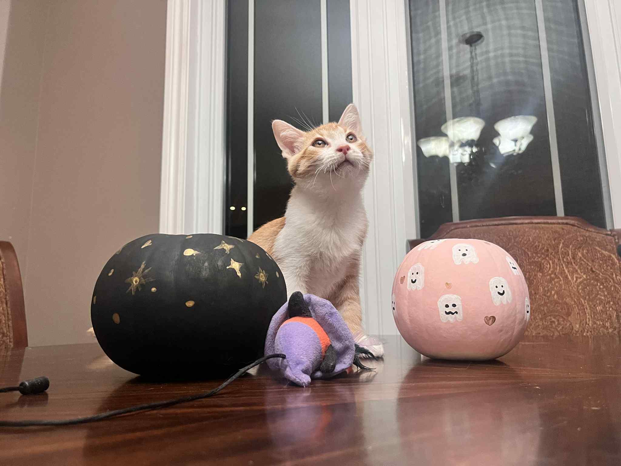 Ted, a Adoptable Domestic Short Hair in Shakespeare, ON image 6/6