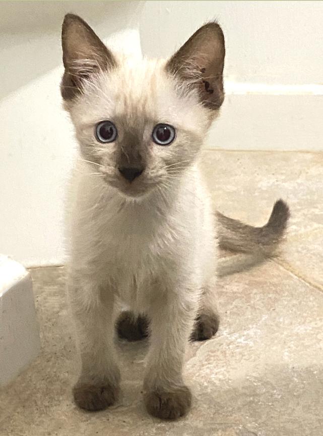 Enlarge Update Adopted! Adorable Kittens Travis & Taylor – For Adoption Together, a Adopted mixed breed in Metairie, LA image 2/6