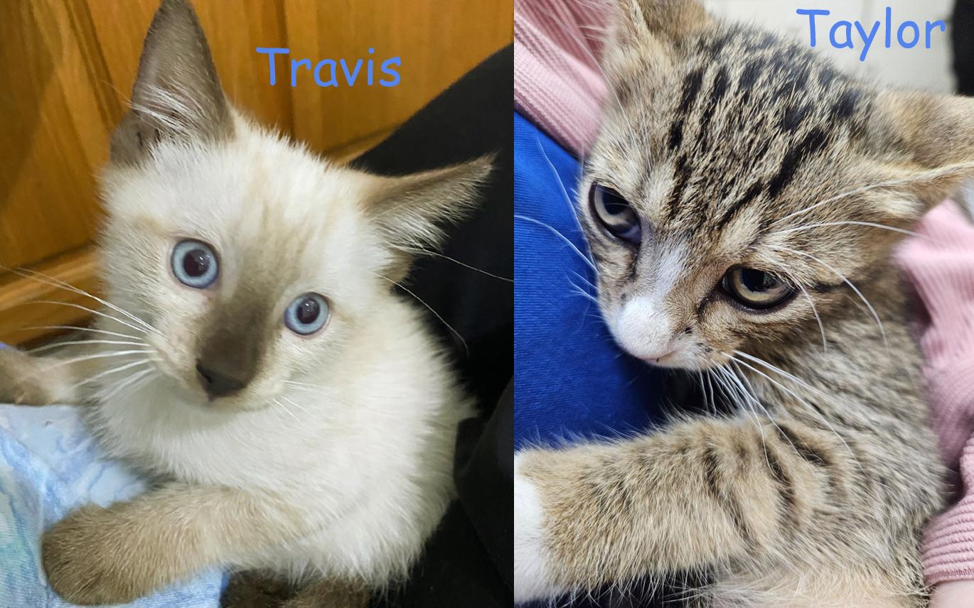 Enlarge Update Adopted! Adorable Kittens Travis & Taylor – For Adoption Together, a Adopted mixed breed in Metairie, LA image 1/6