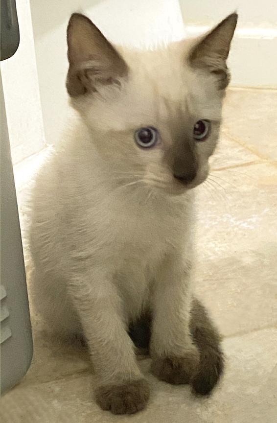 Enlarge Update Adopted! Adorable Kittens Travis & Taylor – For Adoption Together, a Adopted mixed breed in Metairie, LA image 4/6