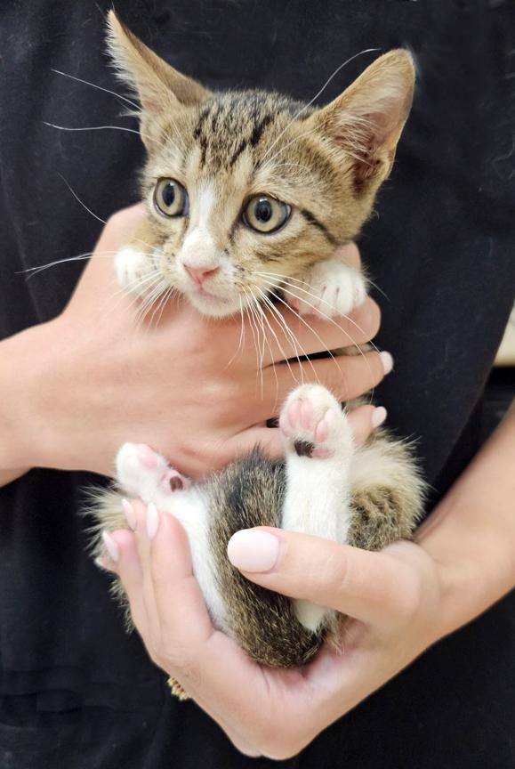 Enlarge Update Adopted! Adorable Kittens Travis & Taylor – For Adoption Together, a Adopted mixed breed in Metairie, LA image 3/6